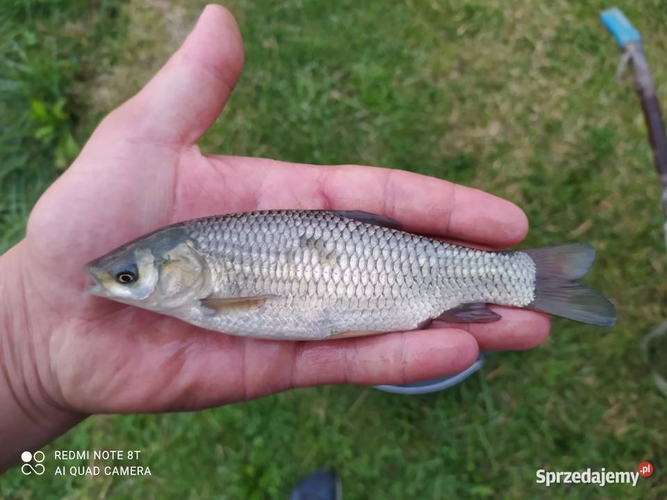 Narybek karpia Amura lina Mościsko