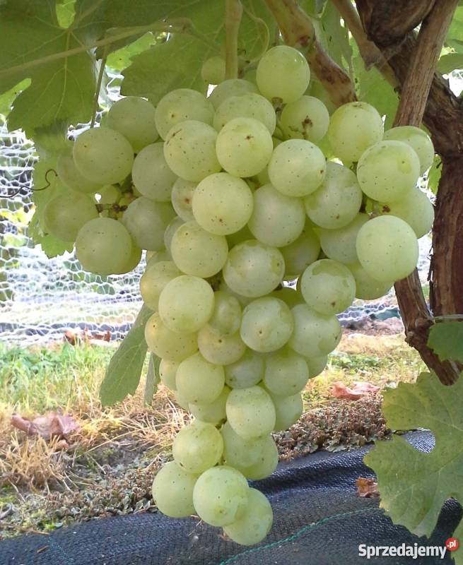 Sadzonki winorośli winogron winnica Kraków Nieznanowice