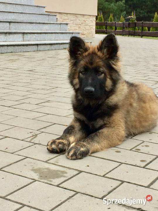 Owczarek staroniemiecki Aleksandrów Kujawski sprzedam