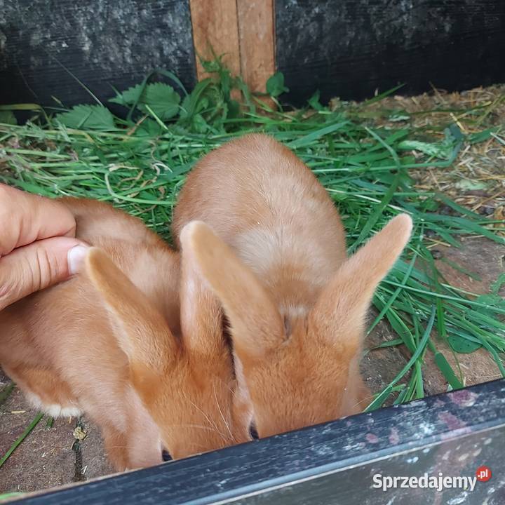 Króliki nowozelandzkie Mińsk Mazowiecki sprzedam