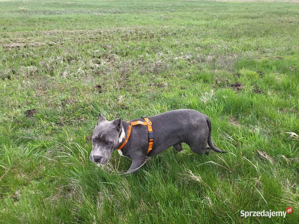 Szczeniaki American Bully XXL szukają domu Konin