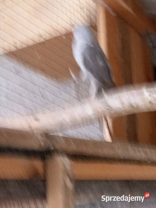 Papugi alekssandreta obrożne 2 samice Ptaki Budy Wielgoleskie