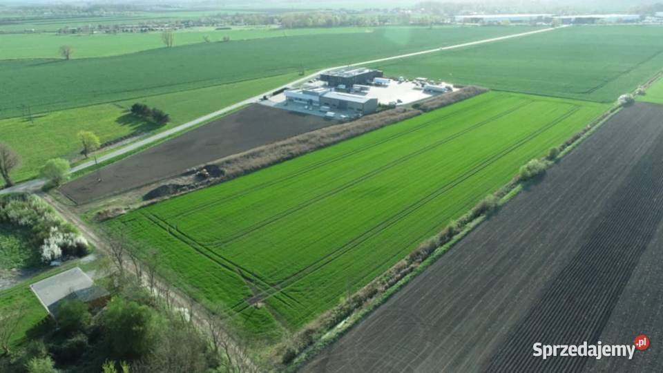 Działka 6000 m2 Milejowice Krajków Żórawina obok