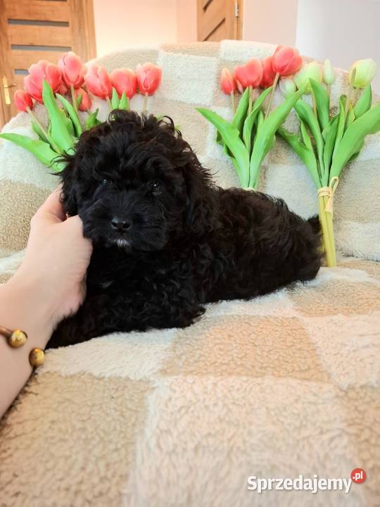 Shihpoo szczenięta szczenię Cavapoo Cocapoo Krasne