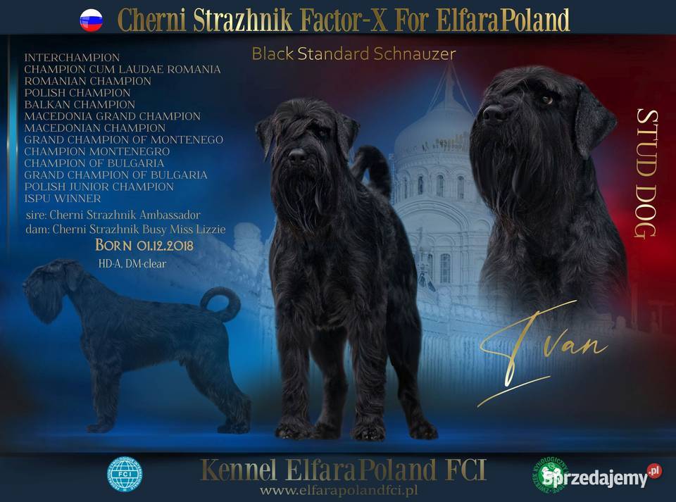 Sznaucer średni czarny ZKwP FCI miot odbiór w Golub-Dobrzyń