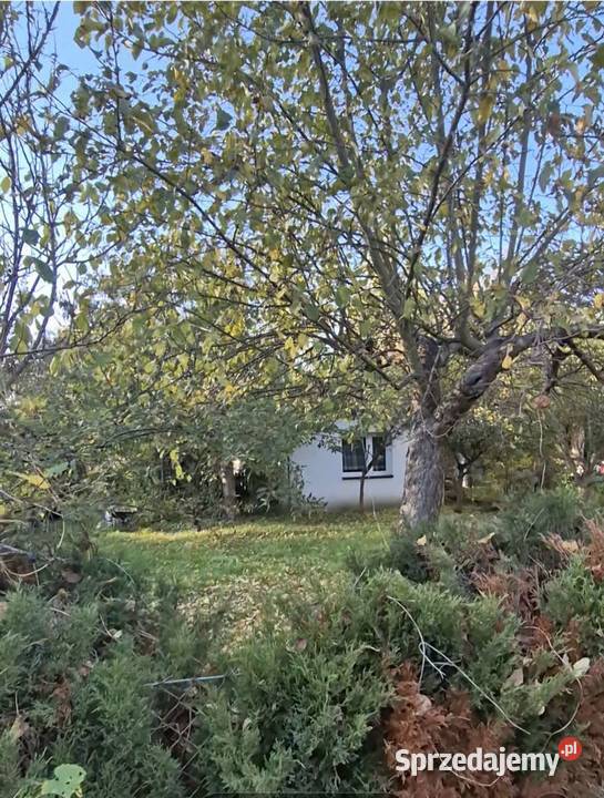 Działka ROD z ocieplonym domkiem Duża działka Grunty i działki Poznań sprzedam