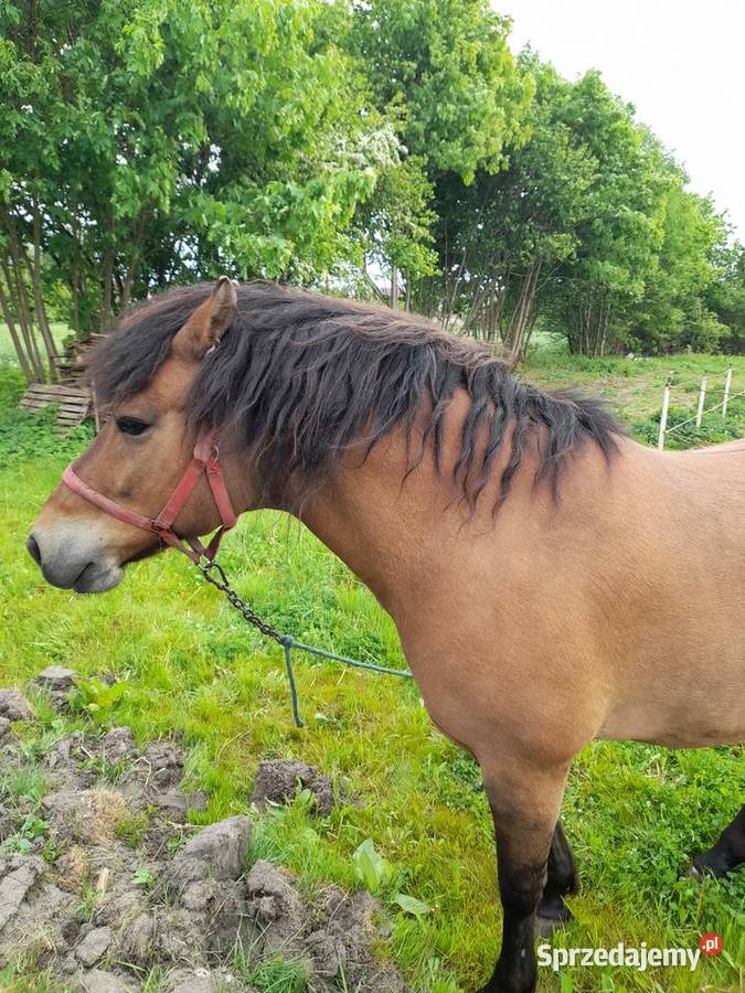 Hucuł Drobin sprzedam