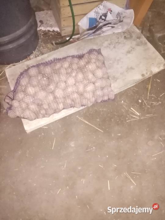 Ziemniaki paszowe Chmielnik