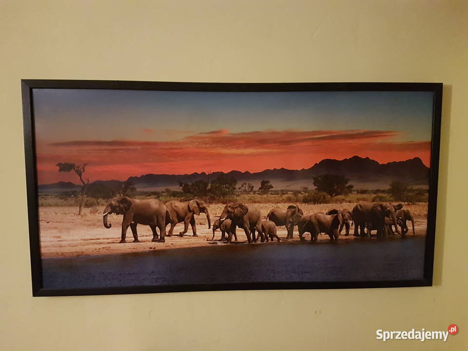 Obraz Slonie sawanna zahód sloncawym 53x103 podkarpackie Mielec