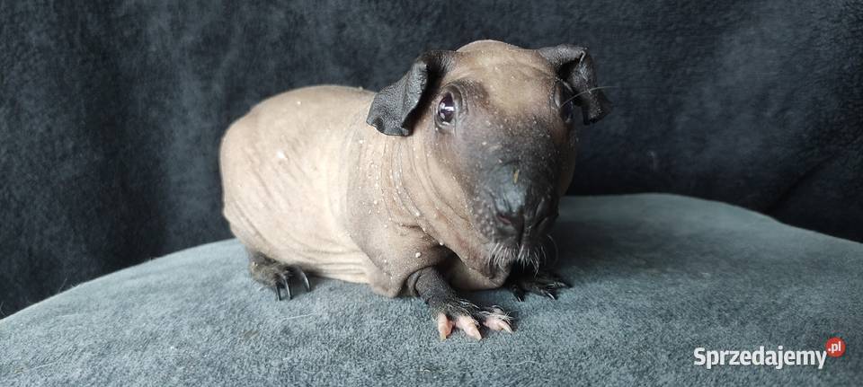 Świnka morska cavia skinny Baldwin US Teddy Dąbrowa Górnicza
