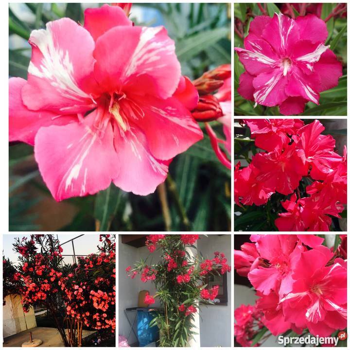 Sadzonki oleander Brzeźnica