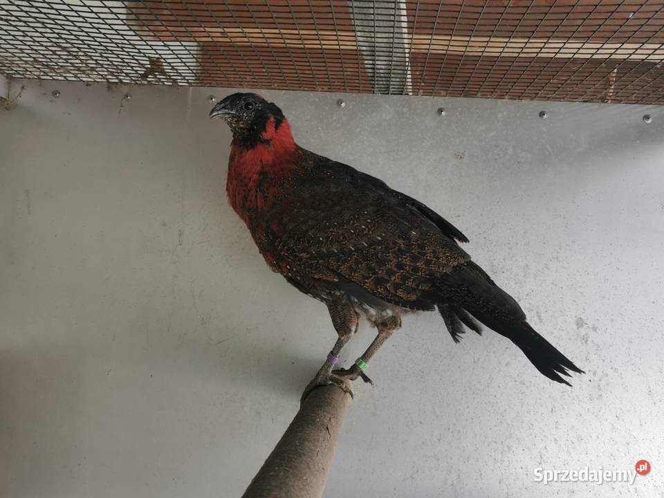 Bażanty Tragopan SATYR Tragopan czerwony Ptaki z Andrychów