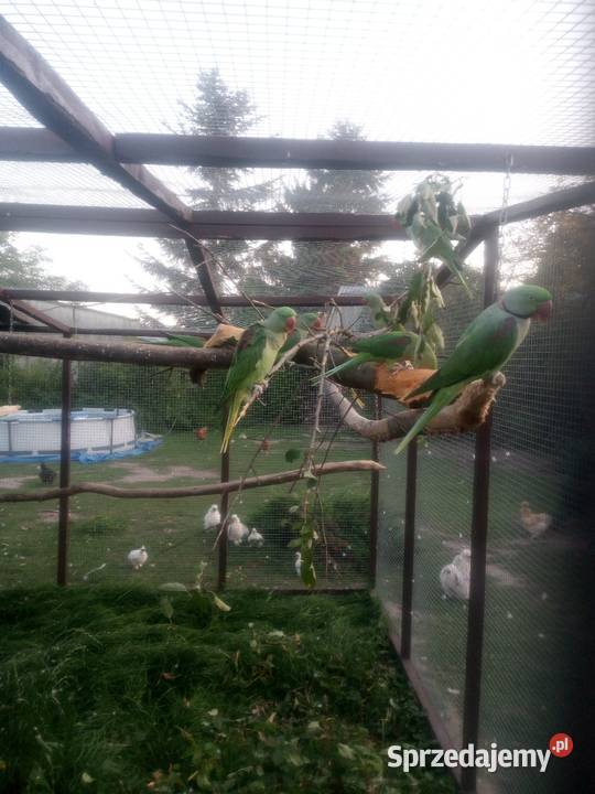 Aleksandretty większe 3 Zwierzęta łódzkie Józefin