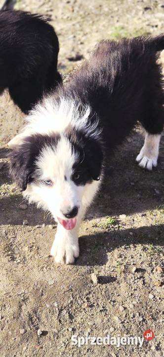 Border Collie Tarnów