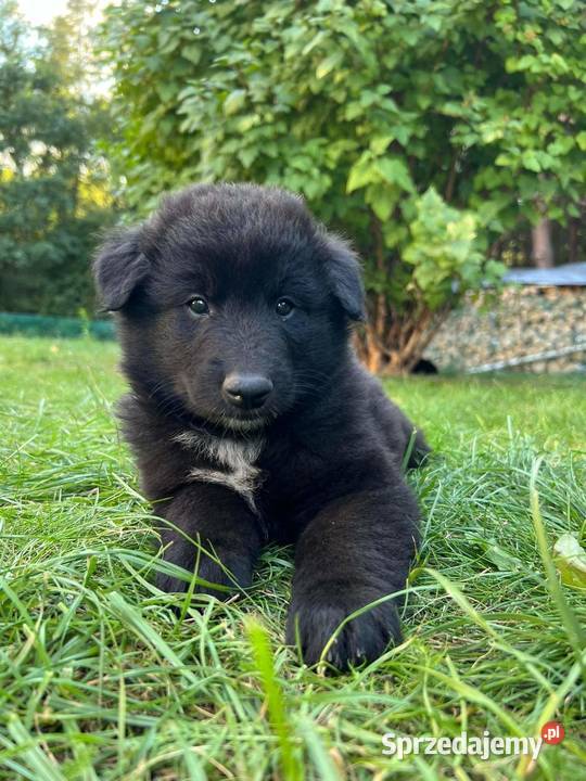 Owczarek belgijski groenendeal Tarnów