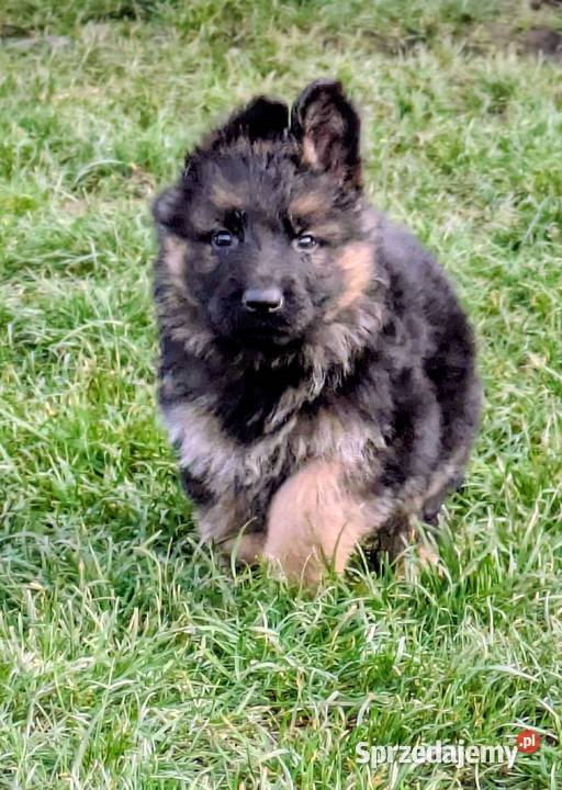 Owczarek niemiecki długowłosy Wołów sprzedam