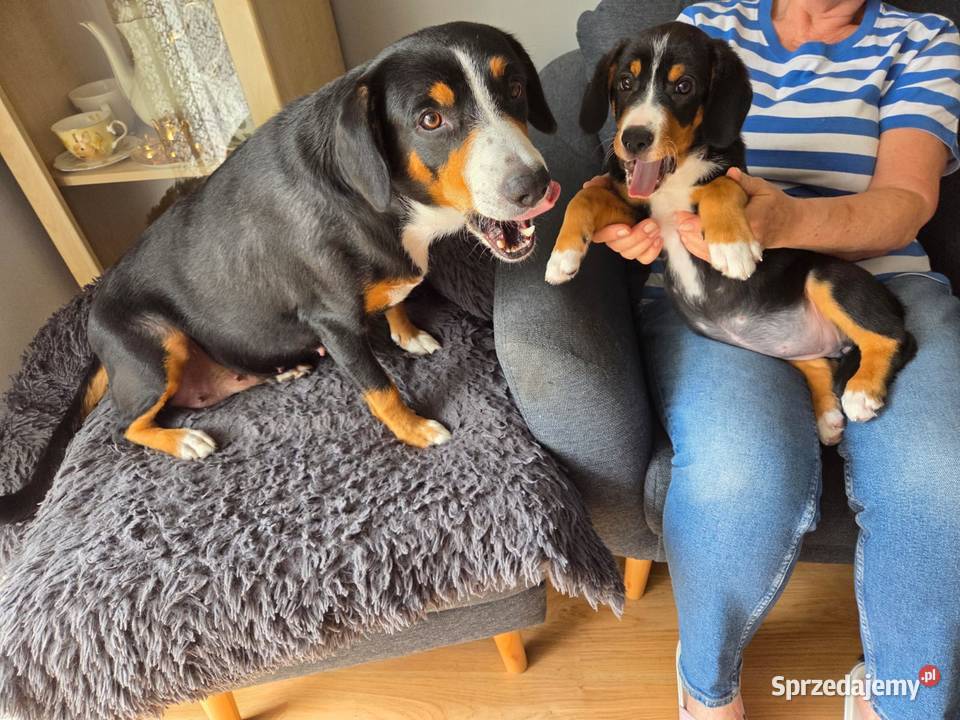Entlebucher szczeniaczek 25 miesięczna suczka Łódź