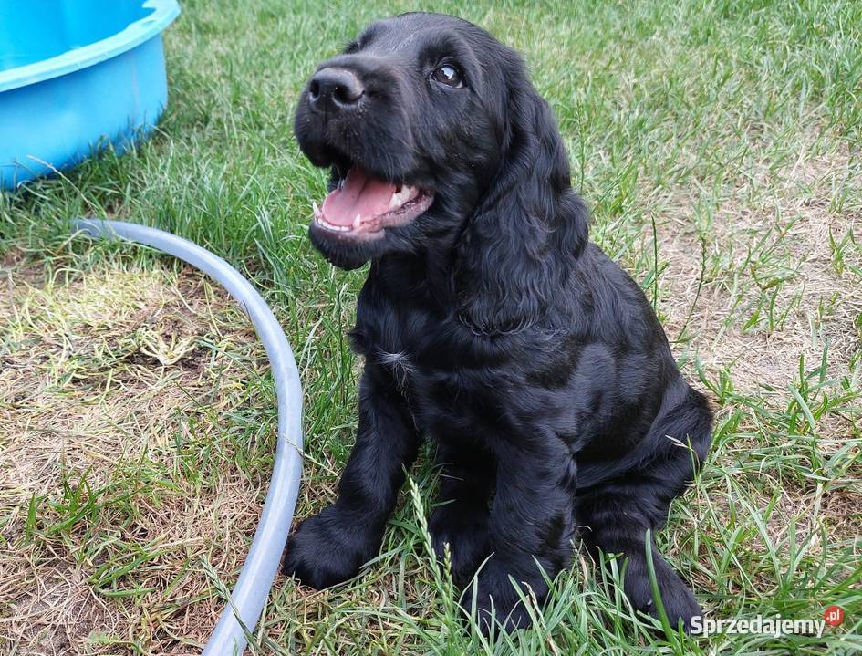 Cocker Spaniel Angielski Czarne Cuda Zwierzęta Basonia sprzedam