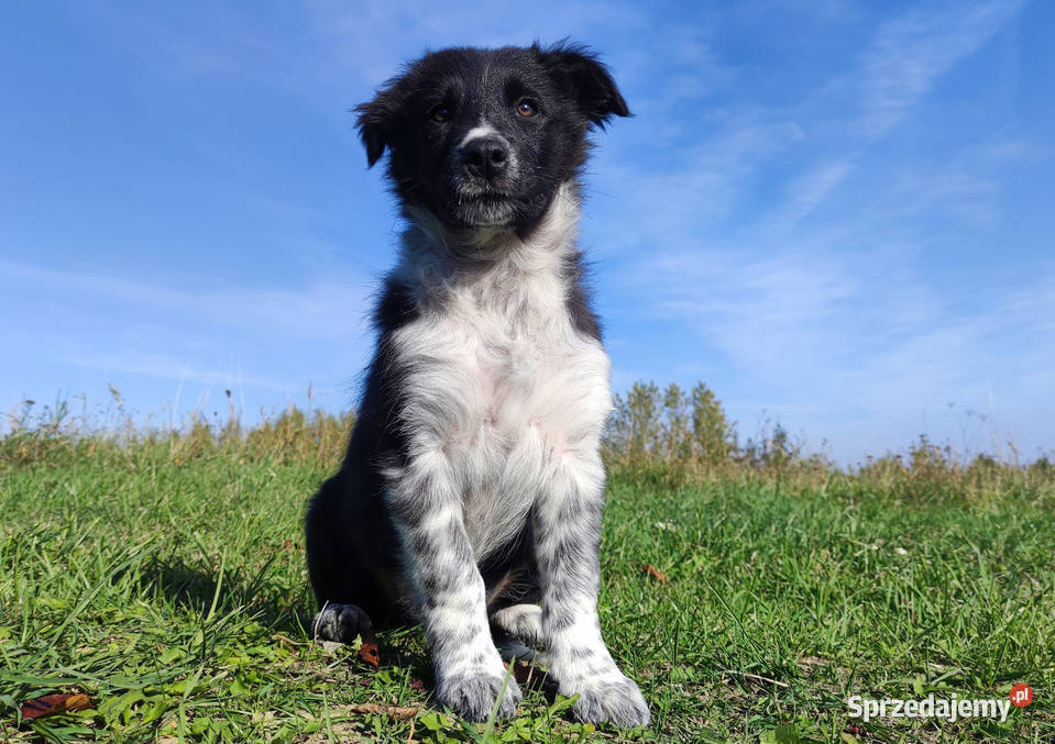 Suczka BORDER COLLIE z pełną dok przebadani Iwonicz
