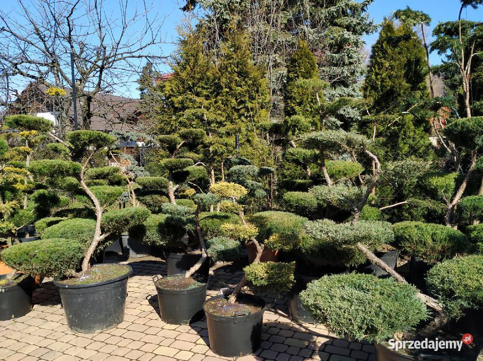 Rośliny formowane do ogrodu bonsai ogrodowe Rośliny Ustroń