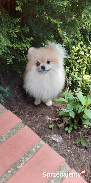 Pomeranian FCI szpic miniaturowy Zwierzęta Legnica
