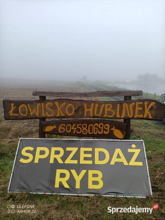 Sprzedam ryby Łaszczów