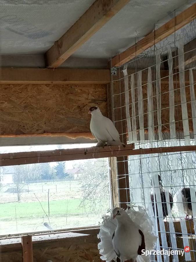 Fajfry gołębie Ptaki Wólka Nadrybska sprzedam