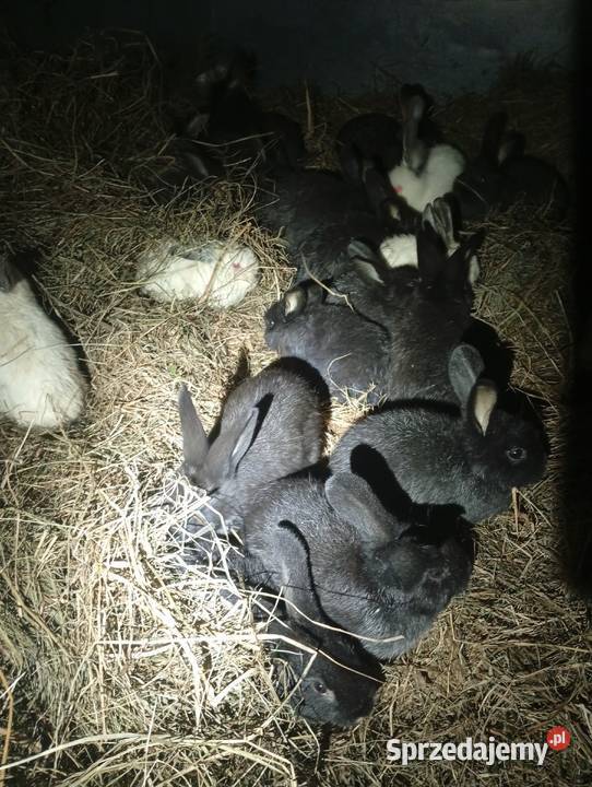 Kroliki młode Lubiszyn