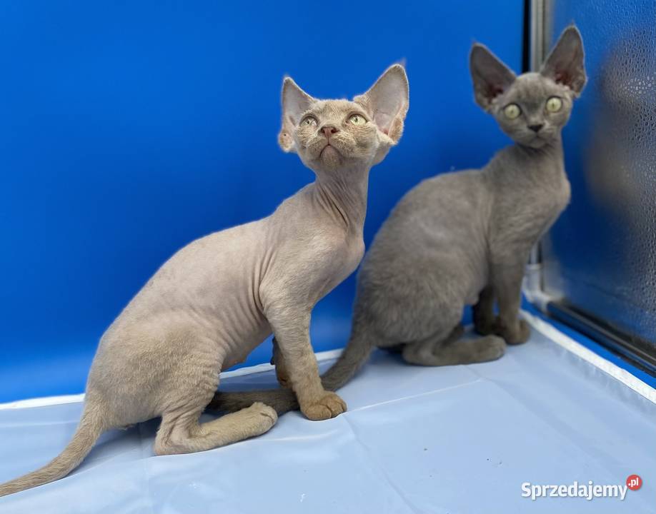 kocięta devon rex łódzkie Pabianice sprzedam