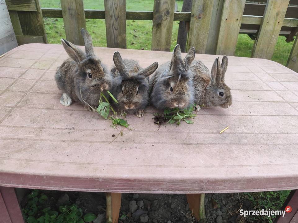Króliki króliki młode Kościan
