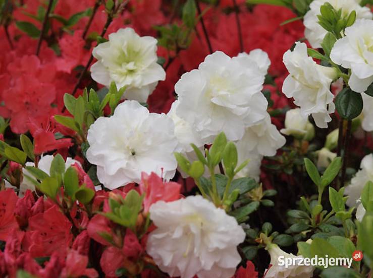 Azalia Japońska miniaturka ogrodowa Knurów sprzedam