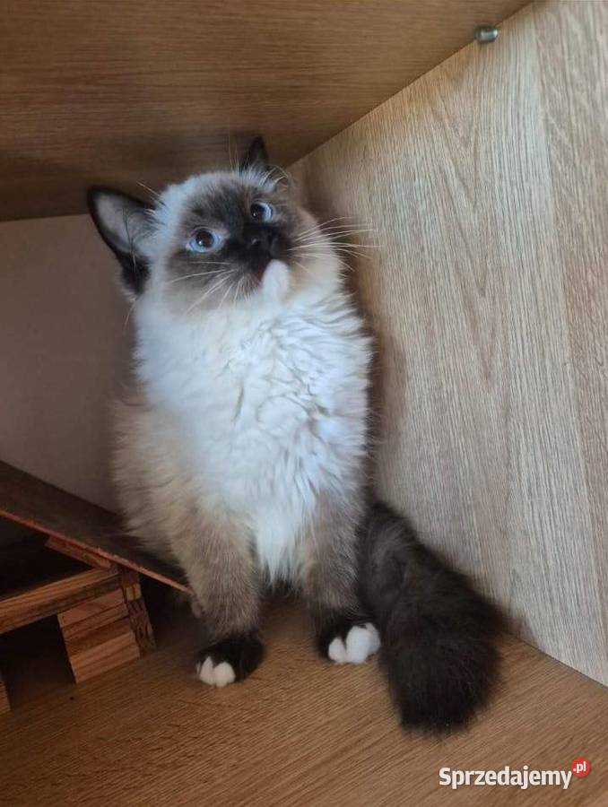 Ragdoll wystawowohodowlany podkarpackie Rzeszów