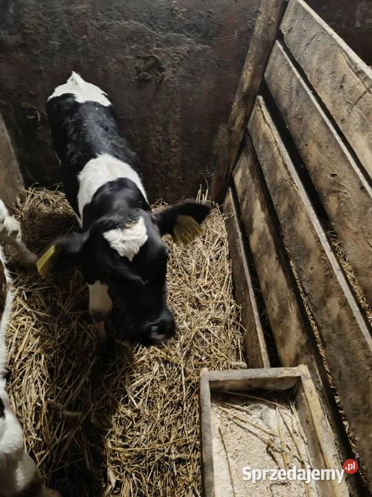 Sprzedam cielaki jałowka byk Żubrynek