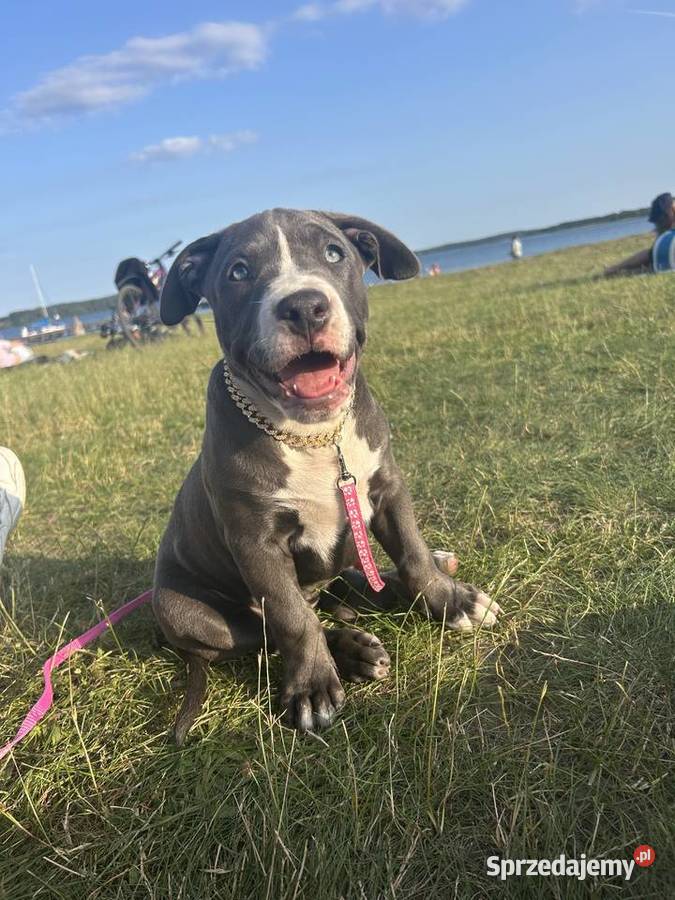 American Bully XL sprzedam