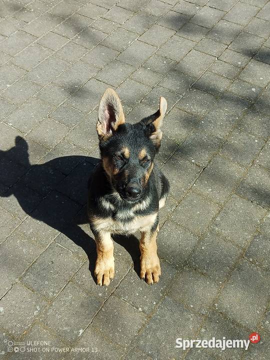 Owczarek niemiecki uzytkowy sprzedam