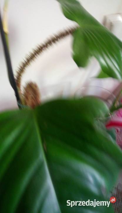 Kwiaty doniczkowe Philodendron squamiferum 001 Warszawa