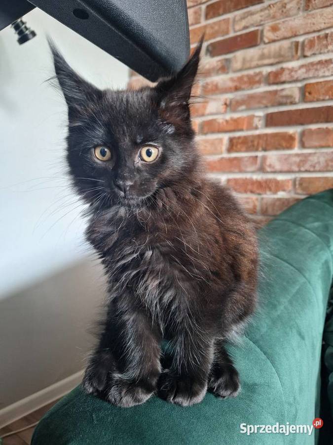 Kotek main coon z rodowodem