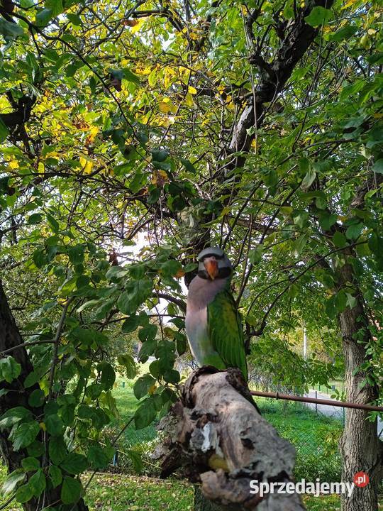 Papuga ręcznie karmiona Aleksandretta Chińska śląskie Żernica