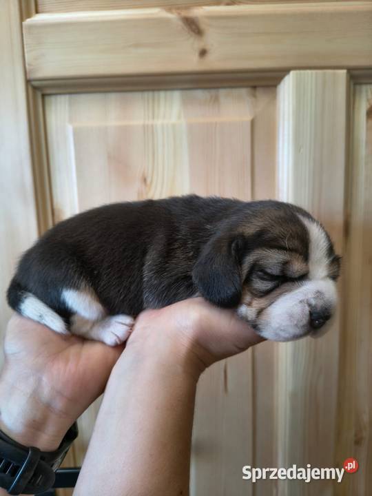 Beagle szczeniaki ZKwP FCI elitarne pochodzenie Żywiec