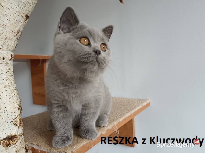 Piękne kocięta brytyjskie kotki do hodowli