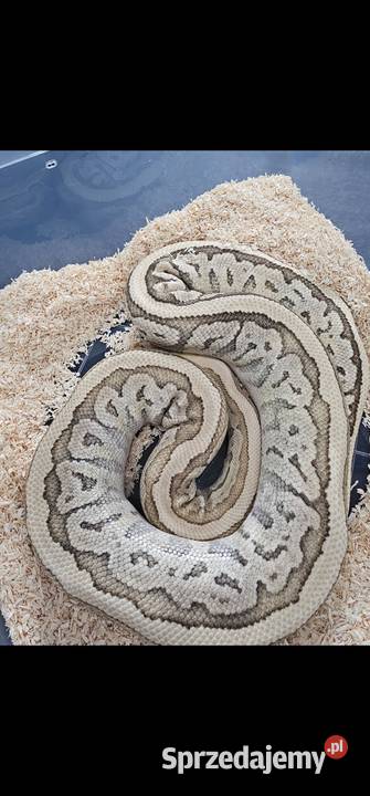 Samica pyton królewski mojave pinstripe pastel Bobolice