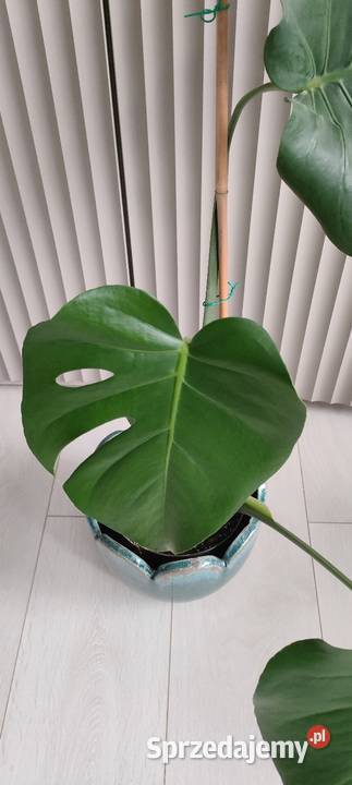 Monstera deliciosa Lublin