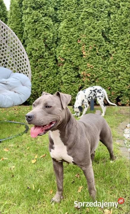 Amstaff Merle wielkopolskie Grodzisk Wielkopolski