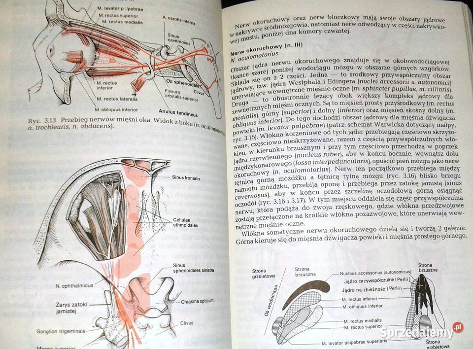 Diagnostyka topograficzna w neurologii Peter Chełm