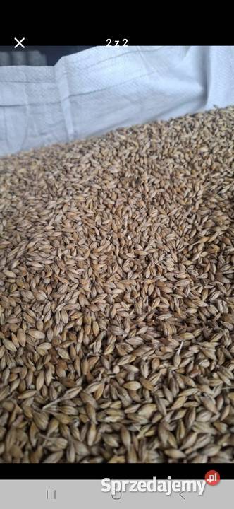 Jęczmień jary gruby 2025 Dębów