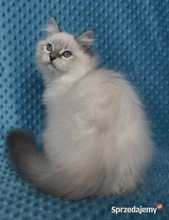 Kociak syberyjski Neva Masquerade Sosnowiec