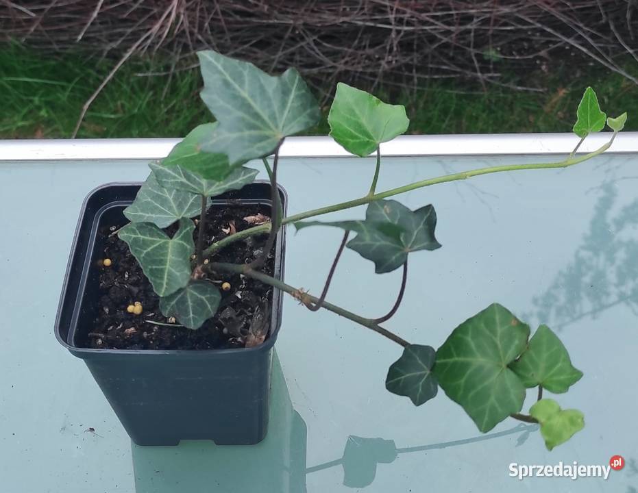 Bluszcz Hedera Helix duży wybór