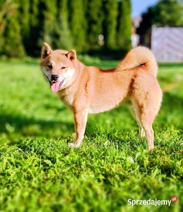 Shiba trzy pieski i suczka wszystkie czerwone Bychawka Trzecia