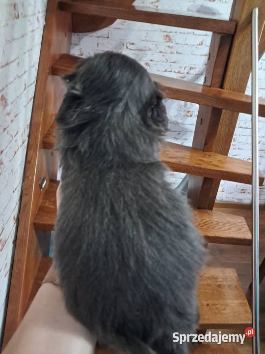 Sprzedam ShihTzu Gołańcz