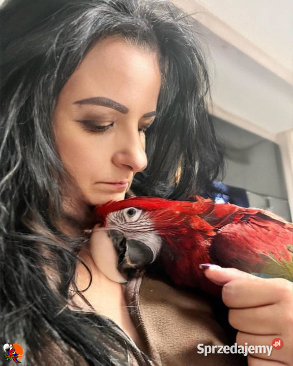 Ara zielonoskrzydła chloropterus chloroptera Ptaki